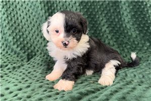 Pascal - puppy for sale