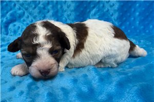 Cooper - Shih-Poo - Shihpoo for sale