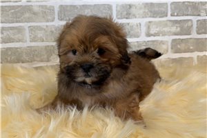 Cleo - Shih-Poo - Shihpoo for sale