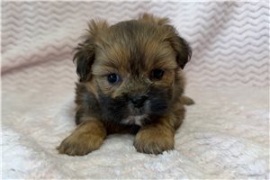 Cleo - Shih-Poo - Shihpoo for sale