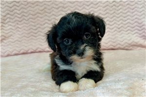 Persephone - Shih-Poo for sale