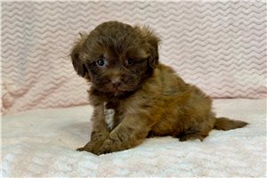 Peach - puppy for sale