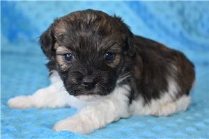 Kenny - puppy for sale