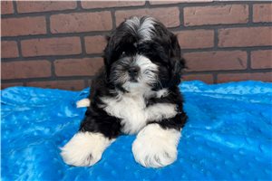 Cooper - Shih-Poo - Shihpoo for sale