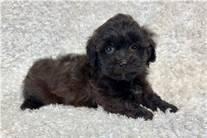 Pluto - Shih-Poo for sale