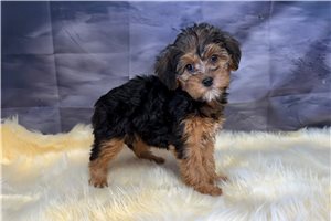 Luna - Yorkiepoo - Yorkie Poo for sale