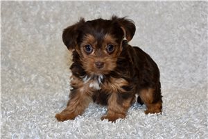 Lily - puppy for sale