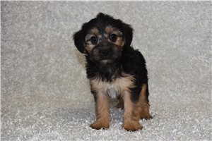 Liam - puppy for sale