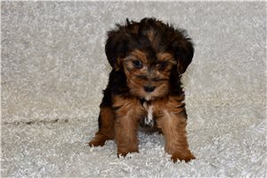 Luna - puppy for sale