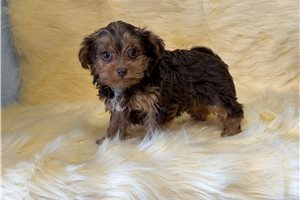 Lily - Yorkiepoo - Yorkie Poo for sale