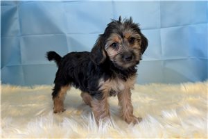 Liam - Yorkiepoo - Yorkie Poo for sale