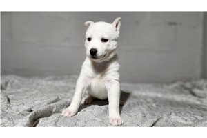 Kyla - Siberian Husky for sale