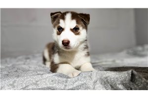 Lucan - Siberian Husky for sale