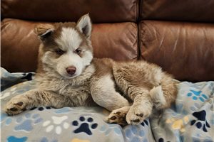Aaron - Siberian Husky for sale