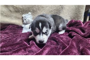Sirius - puppy for sale