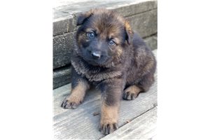 Chadwick - German Shepherd for sale