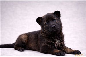 Alexia - German Shepherd for sale