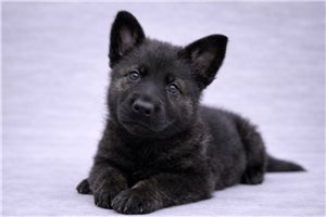 Alexia - German Shepherd for sale