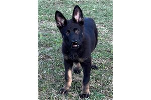 Brett - puppy for sale