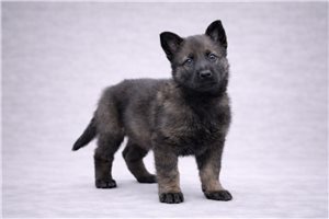 Abby - German Shepherd for sale
