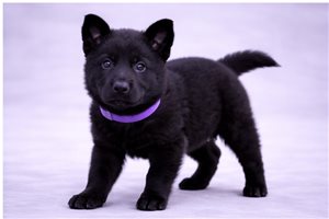 Anastassia - German Shepherd for sale