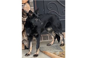 Sofia - puppy for sale