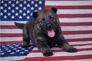 Abby - German Shepherd for sale