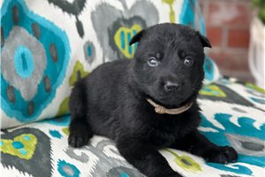Hanson - puppy for sale