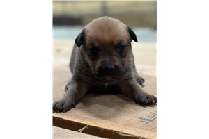 Lianna - Mixed/Other for sale