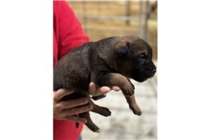 Gaige - Mixed/Other for sale