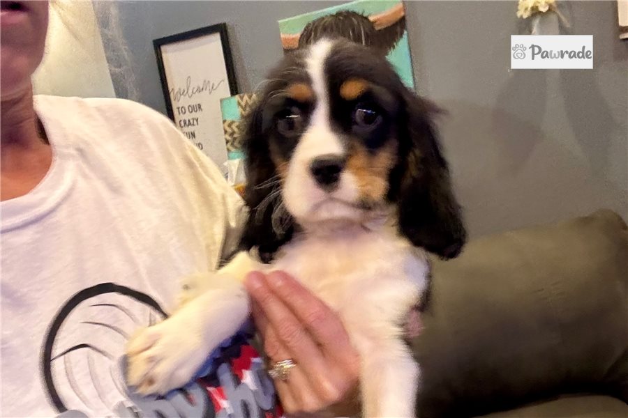 Coraline - Cavalier King Charles Spaniel for sale