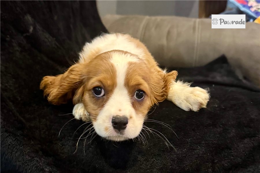 Cece, female Cavalier King Charles Spaniel puppy for sale