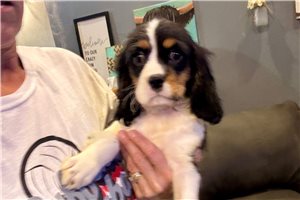 Coraline - Cavalier King Charles Spaniel for sale