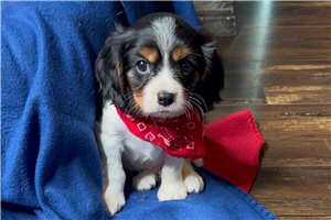 Slink - puppy for sale