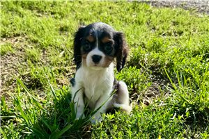 Katherine - Cavalier King Charles Spaniel for sale