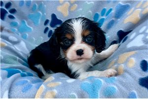 Keith - puppy for sale
