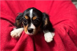 Skippy - Cavalier King Charles Spaniel for sale