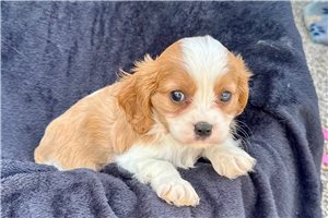 Keanu - puppy for sale