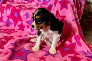 Sorrel - Cavalier King Charles Spaniel for sale