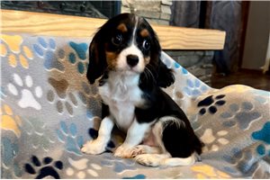 Slate - Cavalier King Charles Spaniel for sale