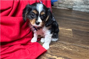 Skippy - puppy for sale