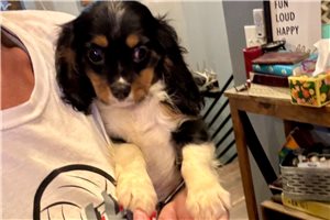 Charles - Cavalier King Charles Spaniel for sale