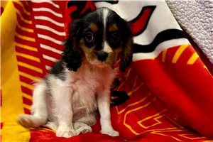 Skippy - Cavalier King Charles Spaniel for sale
