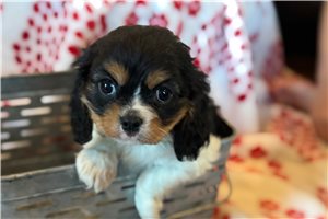 Faith - puppy for sale