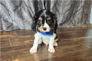 Smith - Cavalier King Charles Spaniel for sale