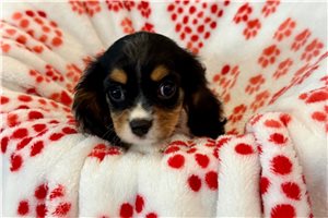 Sonja - Cavalier King Charles Spaniel for sale