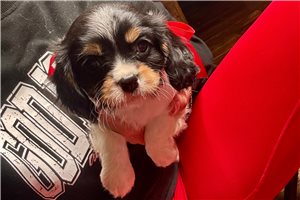 Sophia - puppy for sale