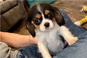 Freddie - Cavalier King Charles Spaniel for sale