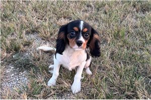 Skippy - Cavalier King Charles Spaniel for sale