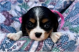 Katherine - Cavalier King Charles Spaniel for sale